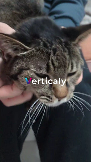 猫を撫でる、優しい時間