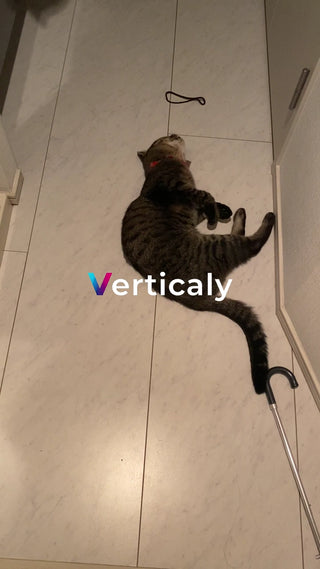 猫と過ごす午後の時間