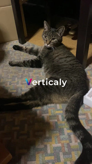 猫との気ままな午後