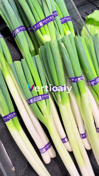 新鮮なネギ、食卓を彩る