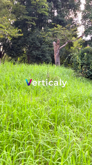 緑の草原と木漏れ日