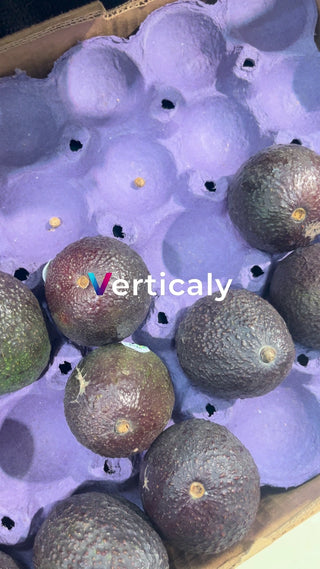 アボカド、紫色のトレーに