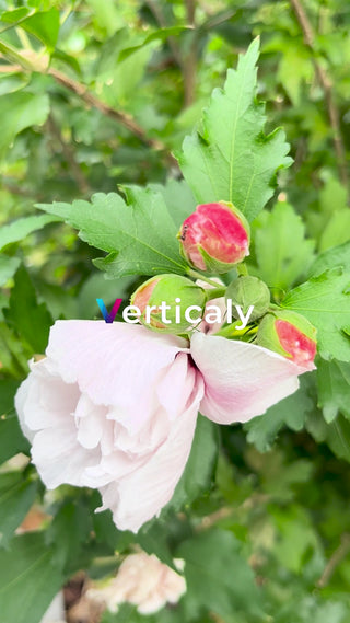 ピンクの花と蕾、葉の背景