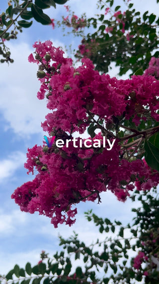 ピンクの花、青空の下で