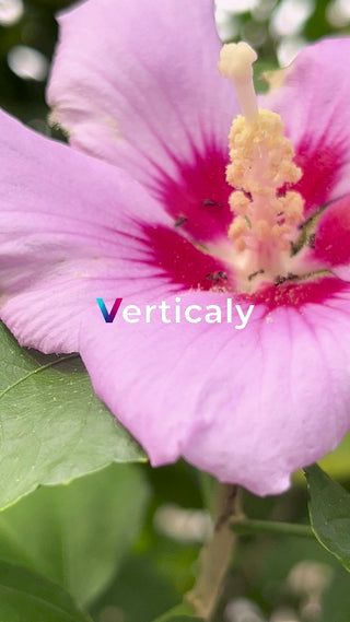 ピンクの花と小さな訪問者