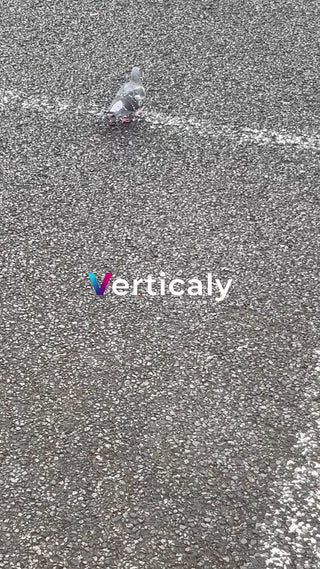 アスファルトに佇むハト