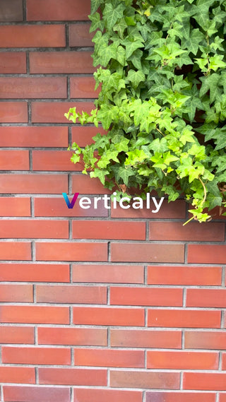 レンガ壁と緑の葉