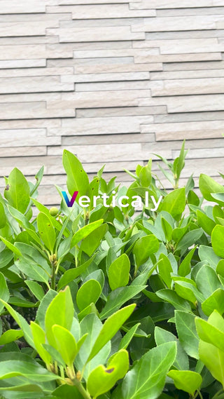 新緑の葉と石壁