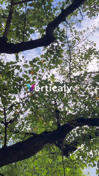 木漏れ日の下、空を見上げる