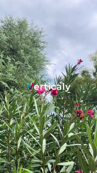 ピンクの花咲く庭、青空の下