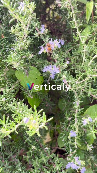 花咲くローズマリーとミツバチ