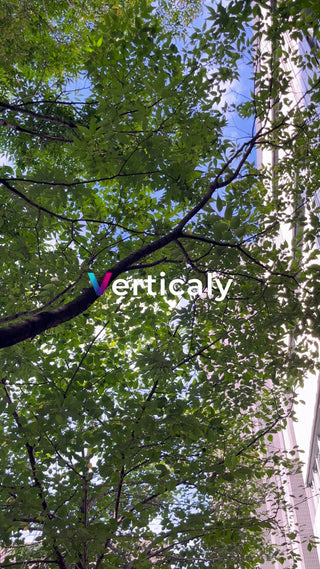 木漏れ日の下、青空見上げ