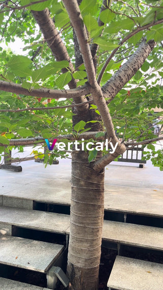 都会の階段、木漏れ日の中