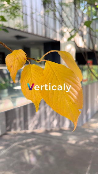 秋色の葉、輝く午後