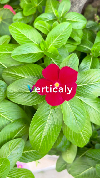 紅い花の咲く庭