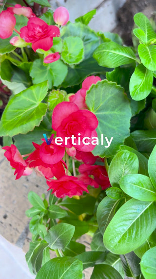 華やかな赤い花の庭