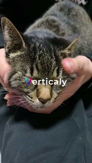 猫を抱く、温かい時間