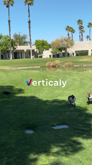 牧草地を歩くガチョウたち