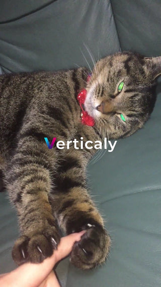 猫と触れ合い、癒やしの時間