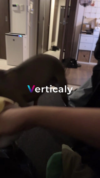 犬と触れ合う、穏やかな時間