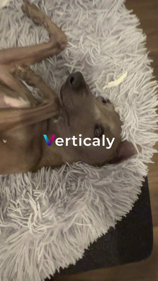 愛犬とまったりソファ時間