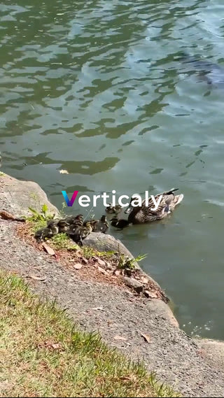 水辺で戯れる親子鴨