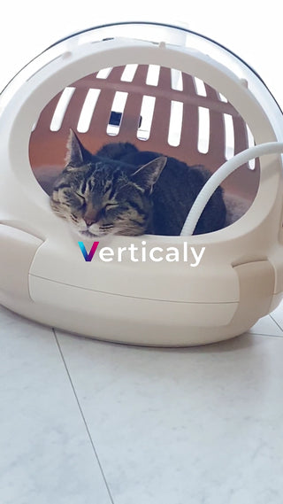 猫と過ごす、穏やかな時間