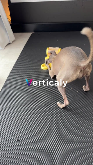 犬と遊ぶ、楽しげな時間