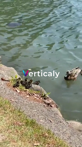 水辺で戯れる子ガモたち