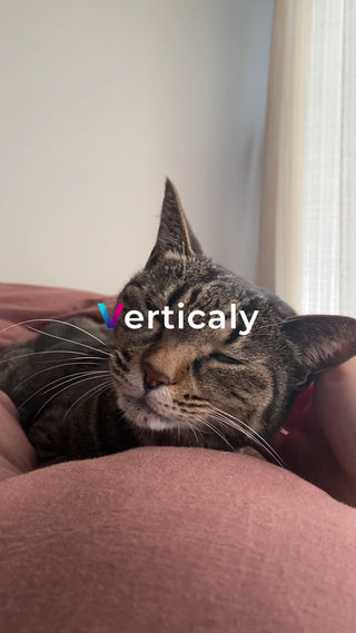 眠る猫、穏やかな時間