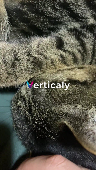 猫の毛並み、ふわふわ