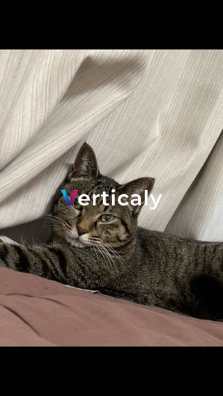 猫とカーテン、穏やかな午後