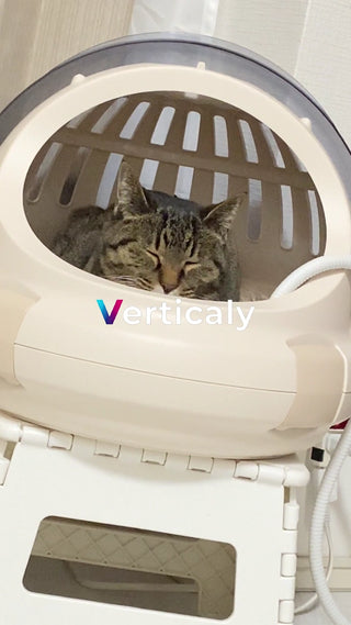 眠る愛猫、癒やしの時間