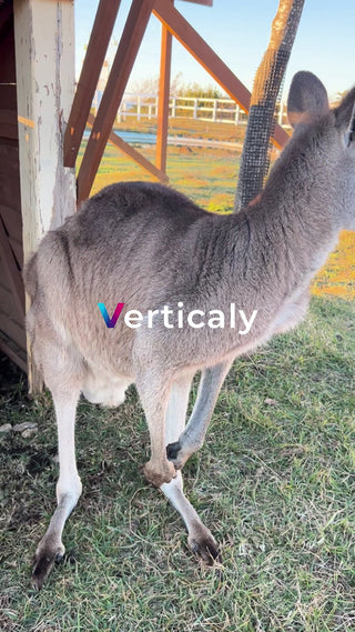 カンガルー、草の上で佇む