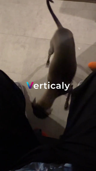 犬と触れ合う午後