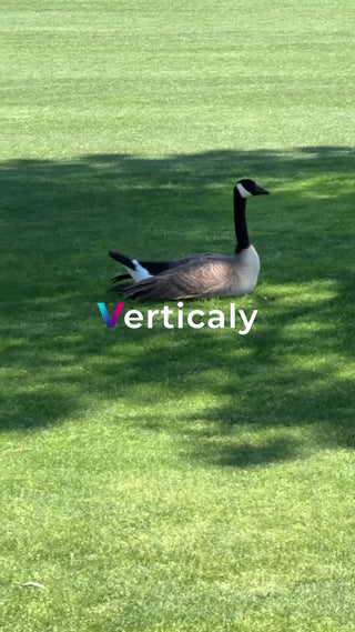 芝生で休む鳥、穏やかな午後