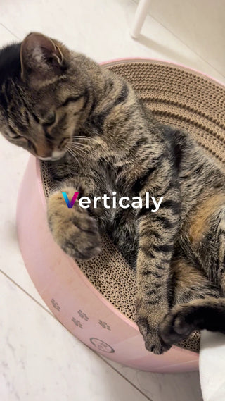 猫と過ごす、穏やかな時間