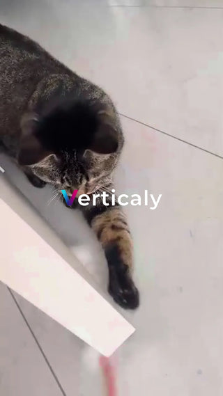 猫と過ごす穏やかな時間