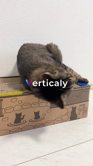 猫と段ボール箱