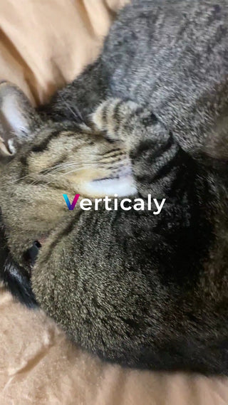 眠る猫、穏やかな時間