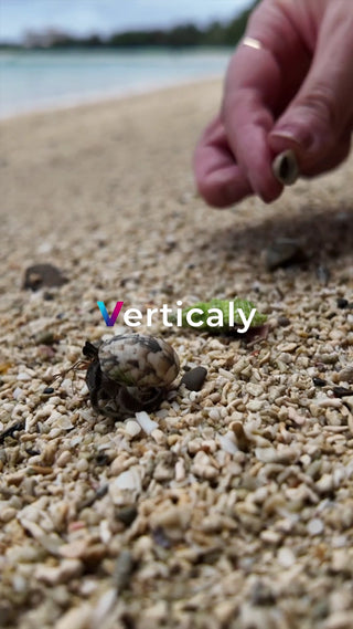 砂浜で遊ぶヤドカリ