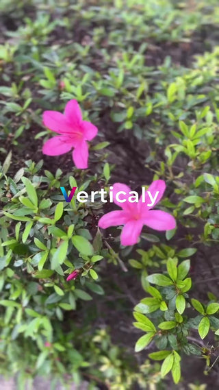 ピンクの花咲く庭