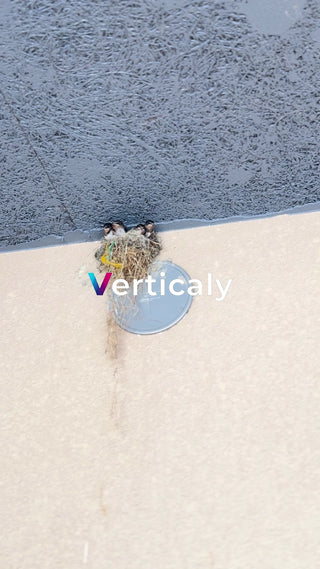 鳥の巣、ヒナの様子