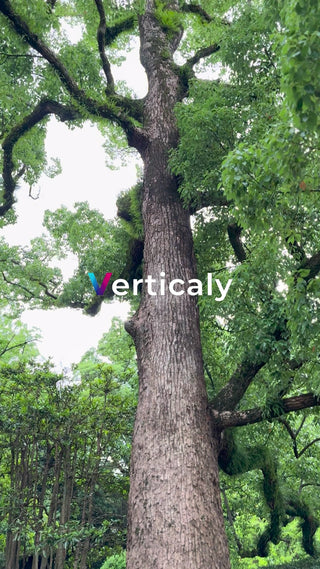 緑豊かな大木の風景