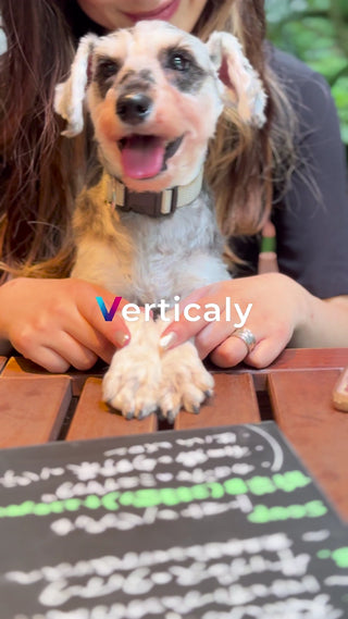 犬と触れ合う、優しい時間