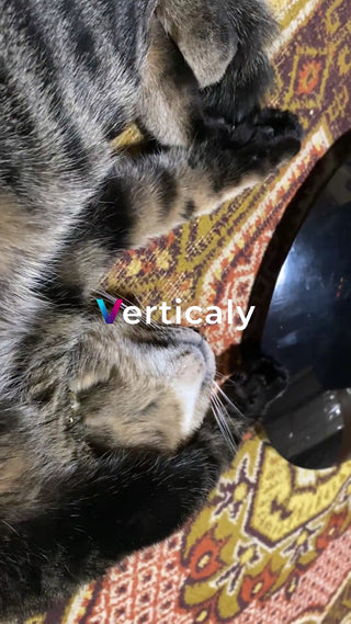 猫と過ごす穏やかな時間