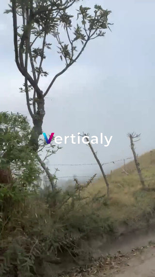 霧の中の木々、自然の風景