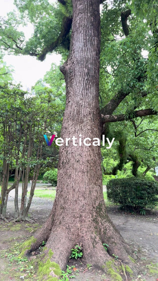 大樹の力強さ、公園の風景