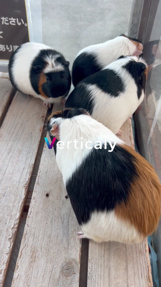 もふもふ可愛いモルモットたち