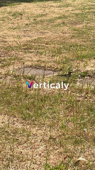草むらで佇む鳥、自然の風景